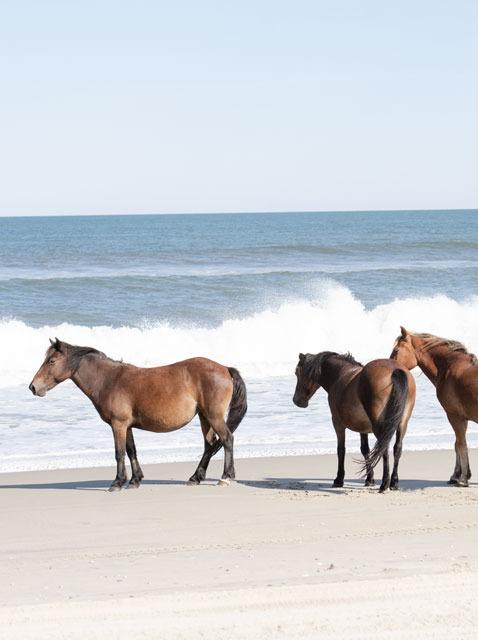 4x4 Beach Area - Outer Banks