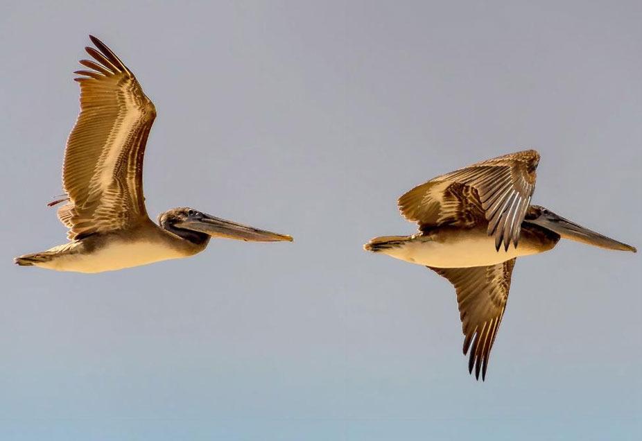 4 Prime Bird Watching Locations on the Outer Banks