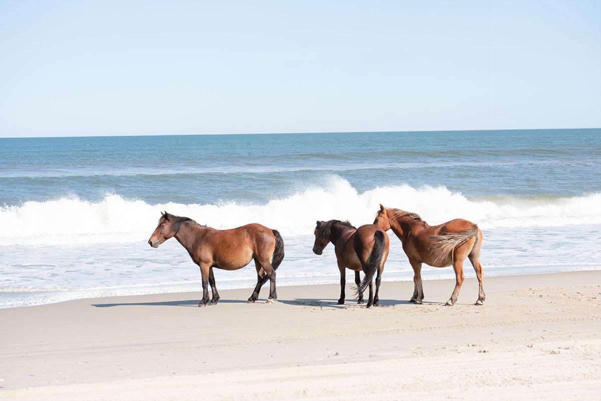 Nags Head Vacation Rentals