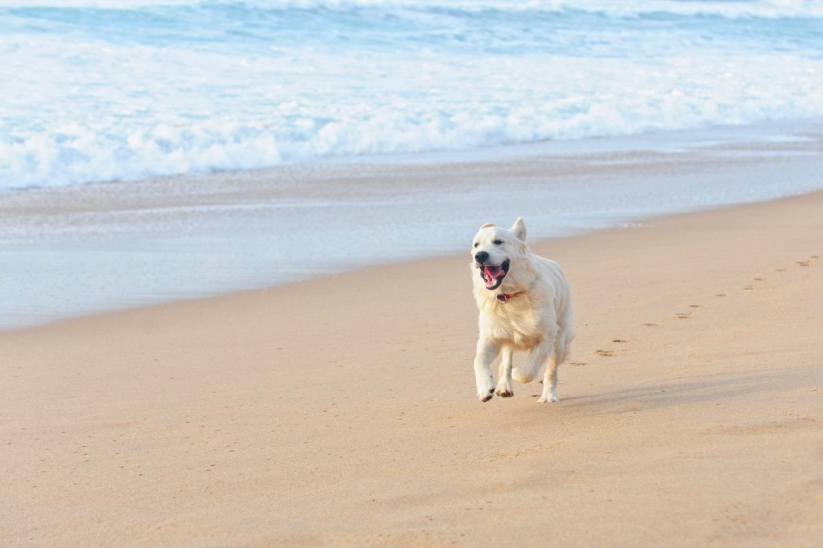 Dog running on the Outer Banks beaches in late summer