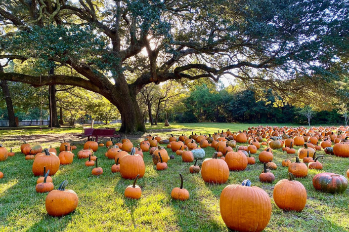 Island Farm Pumpkin Patch