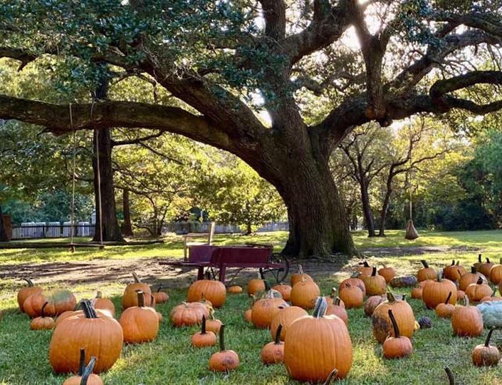 Outer Banks Pumpkin Patch