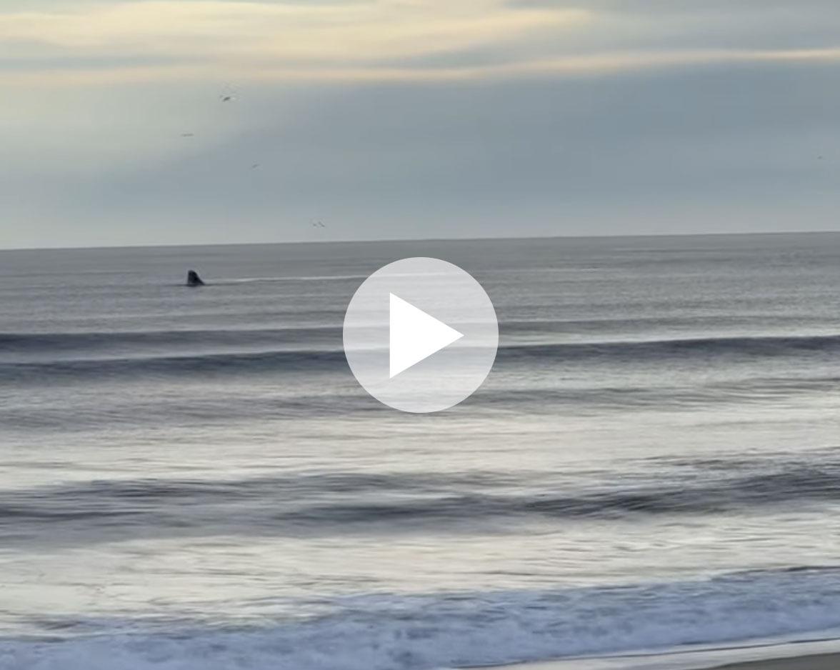 Whale sight in Kill Devil Hills - Outer Banks