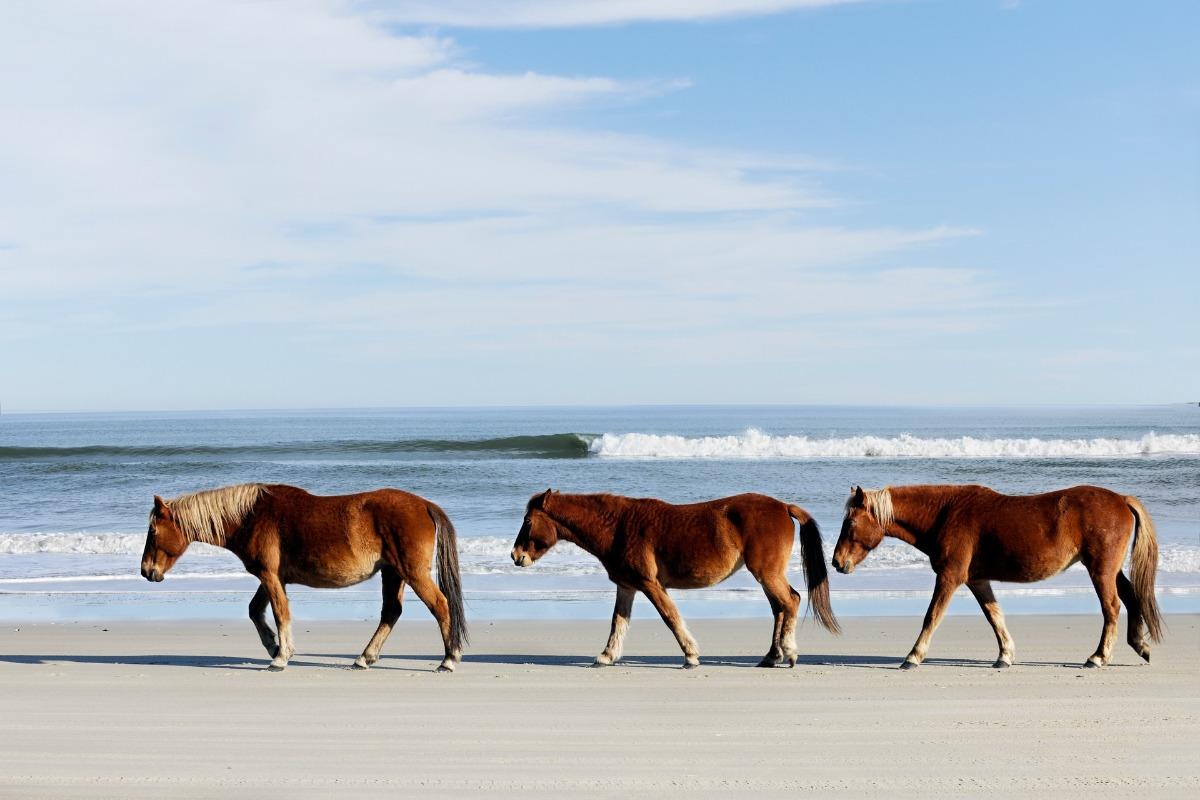 wild horses on the beach in Corolla NC